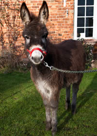 Animals at Bircham Get close to the animals