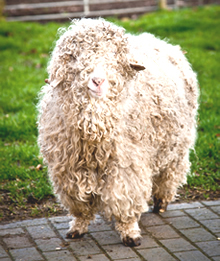 Animals at Bircham Animals at Bircham