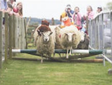 Sheep Racing