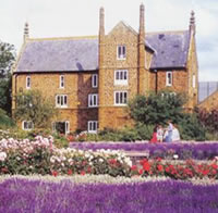 Norfolk Lavender Norfolk Lavender